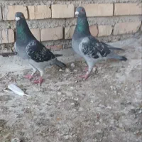 پلاکی سوسنگرد