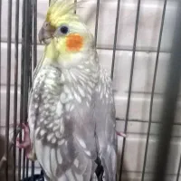 عروس هلندی نر