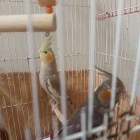 دوتا عروس هلندی سالم