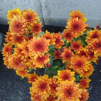 داودی خارجی گل درشت