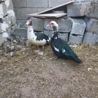 اردک اسرائیلی فروشی