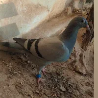جوجه نر سبز گم کردم