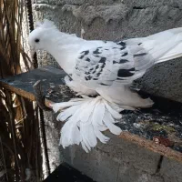 چند جفت کبوتر