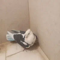 کبوتر غریب|پرنده|زنجان, |دیوار