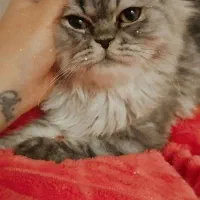 واگذاری گربه بریتیش لانگ هیر