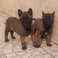 سگ مالینویز