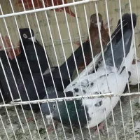 کبوتررنگی شیرازی طوقی سینه ای زاغ ابادانی|پرنده|اهواز, کوی مهدیس|دیوار
