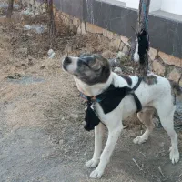 با سلام یک سگ افغان فروشی