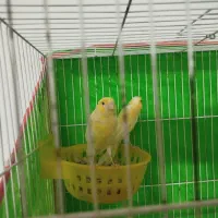 قناری جفت|پرنده|مشهد, شهید قربانی|دیوار