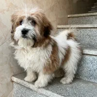 سگ شیتزو تریکالر