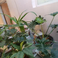 گل وگلدان|گل و گیاه طبیعی|فسا, |دیوار