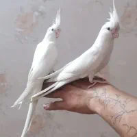 جوجه آلبینو