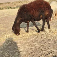میش،شیشک