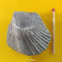 فسیل صدف|کلکسیون اشیاء عتیقه|تهران, پرستار|دیوار