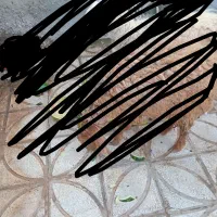 بره نره میش داشتی