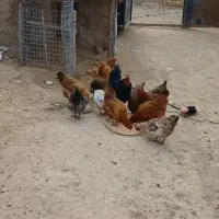 مرغ خروس