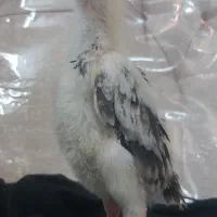 جوجه اوشامو خالص  دوسر اوشامو