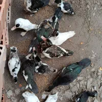 اسرائیلی درجه یک|حیوانات مزرعه|گمیشان, |دیوار