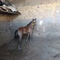 مادیون با کره
