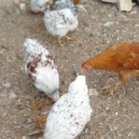 ویاندوت معاوضه