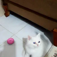 اسکاتیش ۱۰ تومن