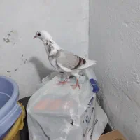 کبوتر دوبال اهوازی|پرنده|گرگان, |دیوار