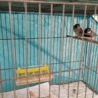 جفت فنچ لپ سیاه بهمراه سه تا جوجه