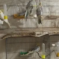 عروس هلندی|پرنده|رشت, نخودچر|دیوار