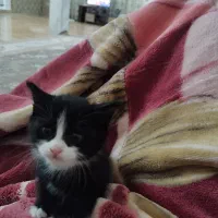 واگذاری بچه گربه