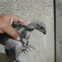 جوجه لاری|حیوانات مزرعه|شیراز, کوشک میدان|دیوار