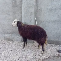 بره قوچ و بره ماده هر دو مال جنس|حیوانات مزرعه|گرگان, |دیوار