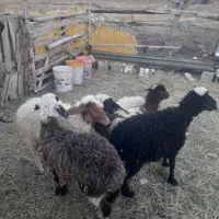 بره افشار برای نگهداری
