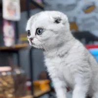 گربه اسکاتیش دو ماهه