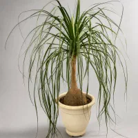 گیاه لیندا