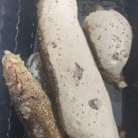 فروش عسل کوهی درجه یک|خوردنی و آشامیدنی|زرین دشت (فارس), |دیوار