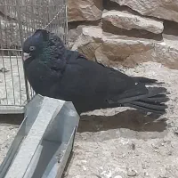فروش کبوتر
