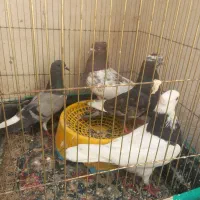 4عدد رنگی دوری