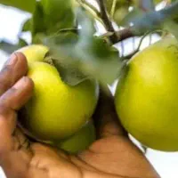 اکیب حرفه ای درخدمت باغداران عزیز و صادرکنندگان