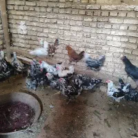 تخم مرغ گلین نطفه دار