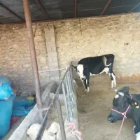 گاو و گوساله نر سمینتال|حیوانات مزرعه|دهدشت, |دیوار