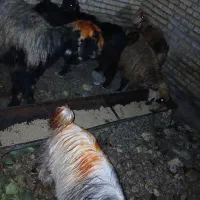 بزغاله|حیوانات مزرعه|دزفول, |دیوار