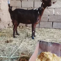 نری وگیسه مایکرد|حیوانات مزرعه|زاهدان, |دیوار