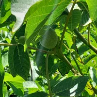 فروش انواع نهال ها|خدمات باغبانی و درختکاری|میاندوآب, |دیوار