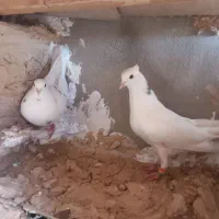 کبوتر