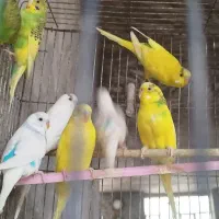 مرغ عشق|پرنده|جهرم, |دیوار
