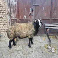 قوچ|حیوانات مزرعه|فریدونشهر, |دیوار