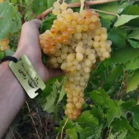 پیش فروش نهال انگور سفیدبیدانه|خدمات باغبانی و درختکاری|چنگ الماسی, |دیوار