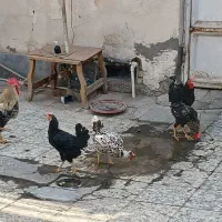 مرغ و خروس ۵ تا