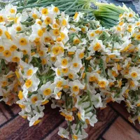 گل نرگس شهلا