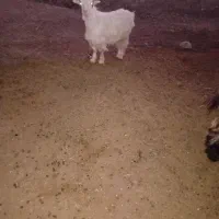 بیگ ماده .تیشتر .بز|حیوانات مزرعه|شوشتر, |دیوار